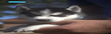 Siberian Husky 2