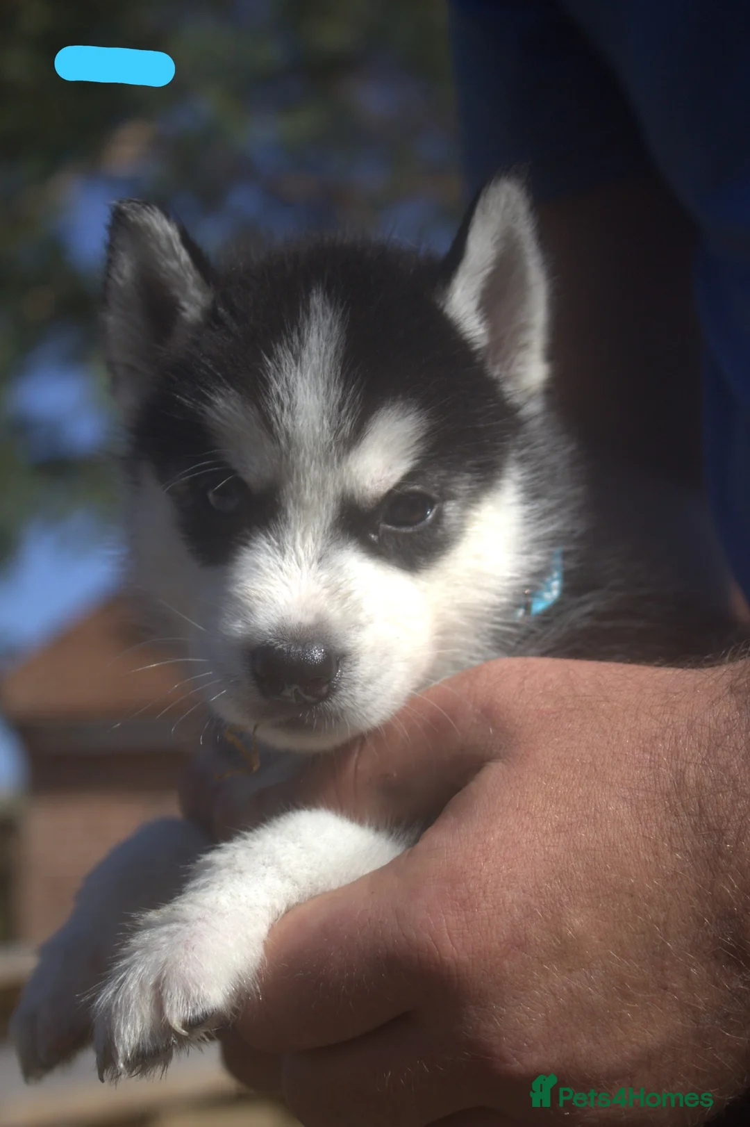 Siberian Husky dogs for sale: Siberian husky puppies  - Advert 13