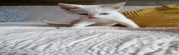 Mixed Breed cats for adoption: 🐾❤️ THREE ADORABLE KITTENS READY in Burton-on-Trent - Advert 30