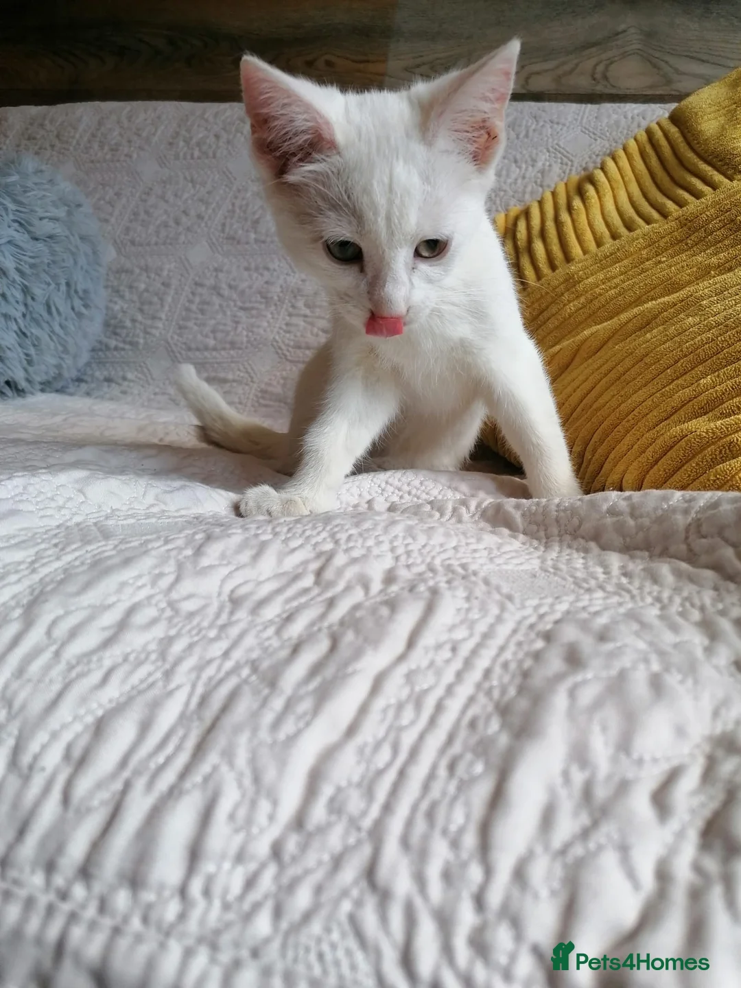 Mixed Breed cats for adoption: 🐾❤️ THREE ADORABLE KITTENS READY in Burton-on-Trent - Advert 30