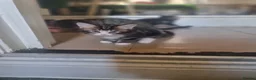 Mixed Breed cats for sale: 3 gorgeous kittens looking for a loving new home. in London - Advert 4