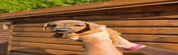 Mixed Breed dogs for sale: Jack Russell x lakeland  - Advert 7