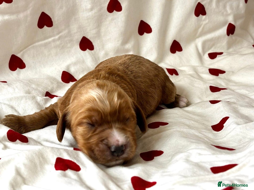 Cockapoo dogs for sale: Fabulous F1 Sable Cockapoos - Advert 6