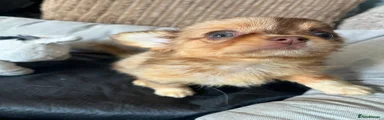 Chihuahua 4