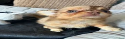 Chihuahua dogs for sale: Chihuahua puppies Russian ancesry with apple head  - Advert 31