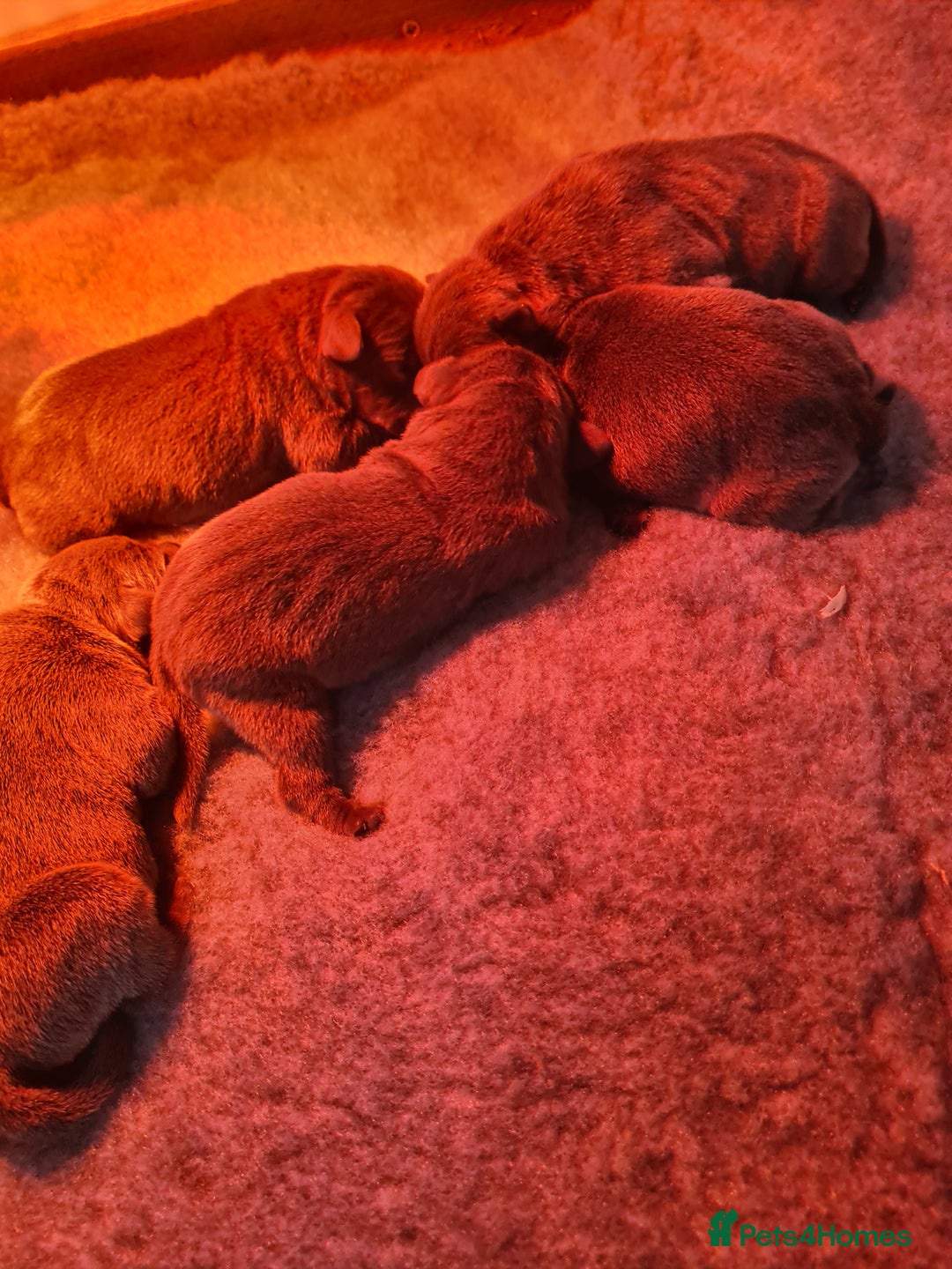 Staffordshire Bull Terrier dogs for sale: Kc blue Staffordshire bull terriers - Advert 3