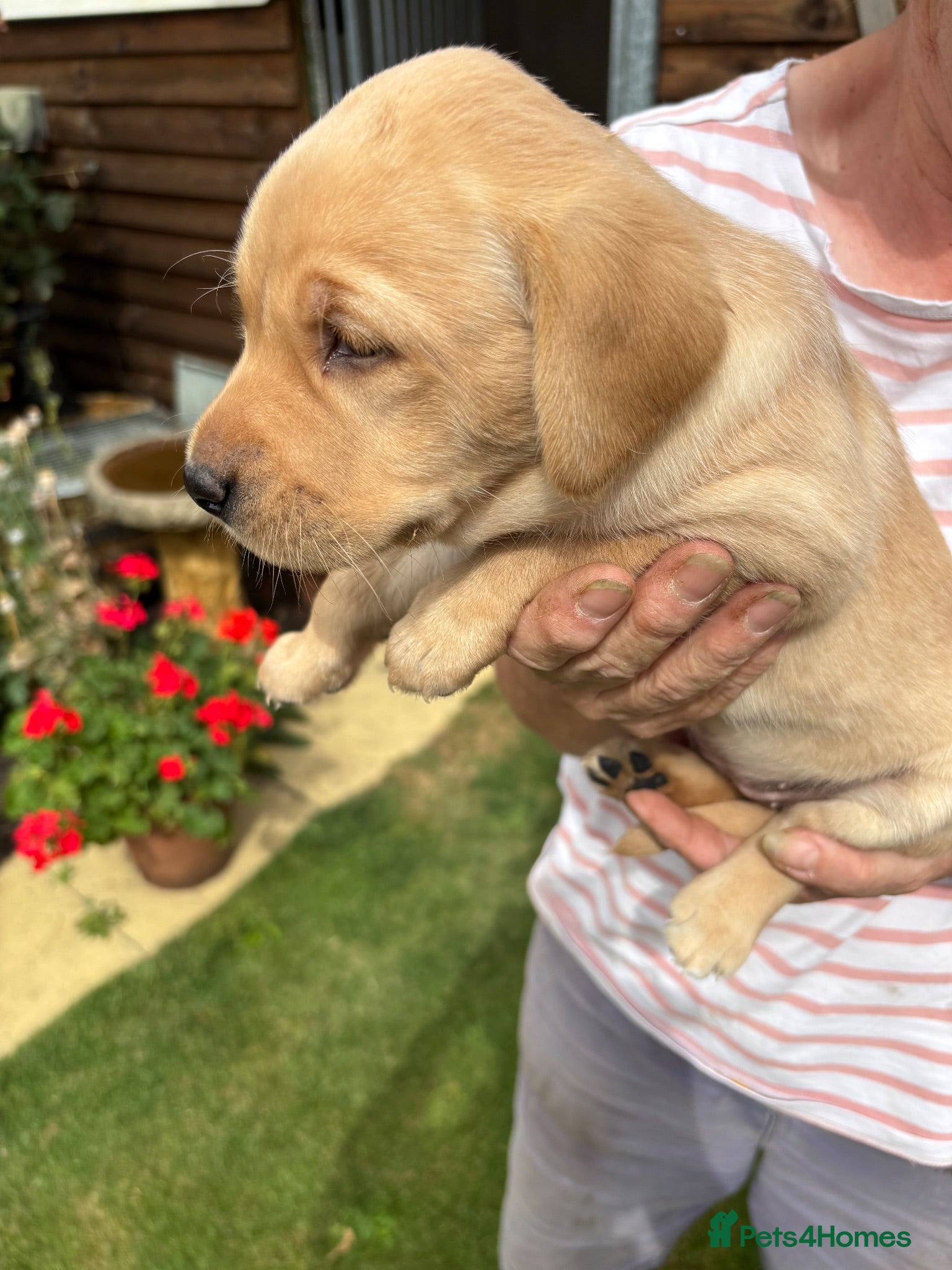 Labrador Retriever dogs Yellow Labrador puppies  - Advert 1