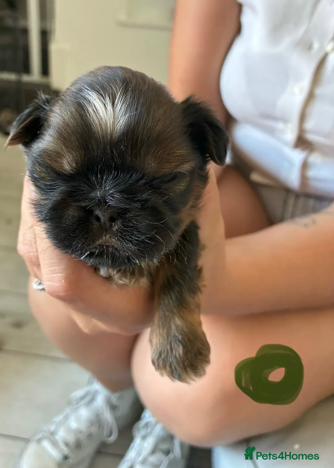 Shih Tzu dogs for sale: Stunning doby shih zu puppies - Advert 10