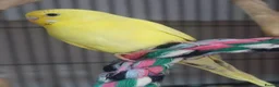 Budgerigars birds for sale: Outstanding pet baby budgies priced from £40 - Advert 20