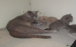 British Shorthair cats for sale: GCCF CHAMPION SIRED BRITISH SHORTHAIR KITTENS - Image 9