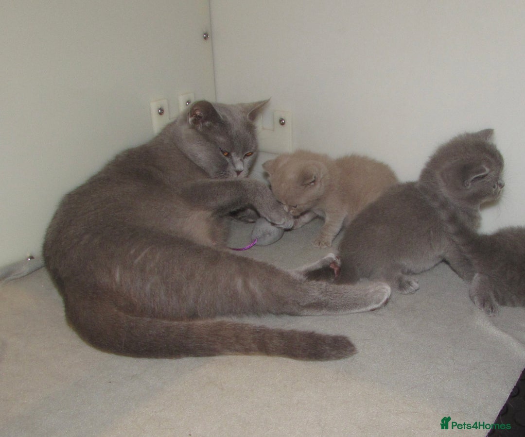 British Shorthair cats for sale: GCCF CHAMPION SIRED BRITISH SHORTHAIR KITTENS - Image 9