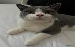 British Shorthair cats for sale: Re homing my two cats  - Image 6