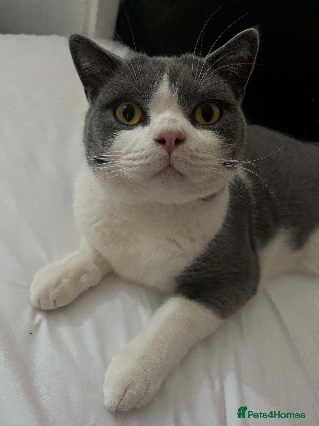 British Shorthair cats for sale: Re homing my two cats  - Image 6