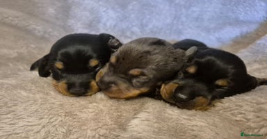 Dachshund dogs - Advert 7