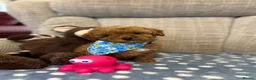 Poochon dogs for sale: Adorable Poochon puppies for sale  - Advert 10