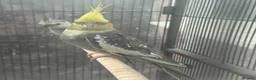 Cockatiels birds for sale: Bonded Pair of Cockatiels (Male & Female) - Advert 4