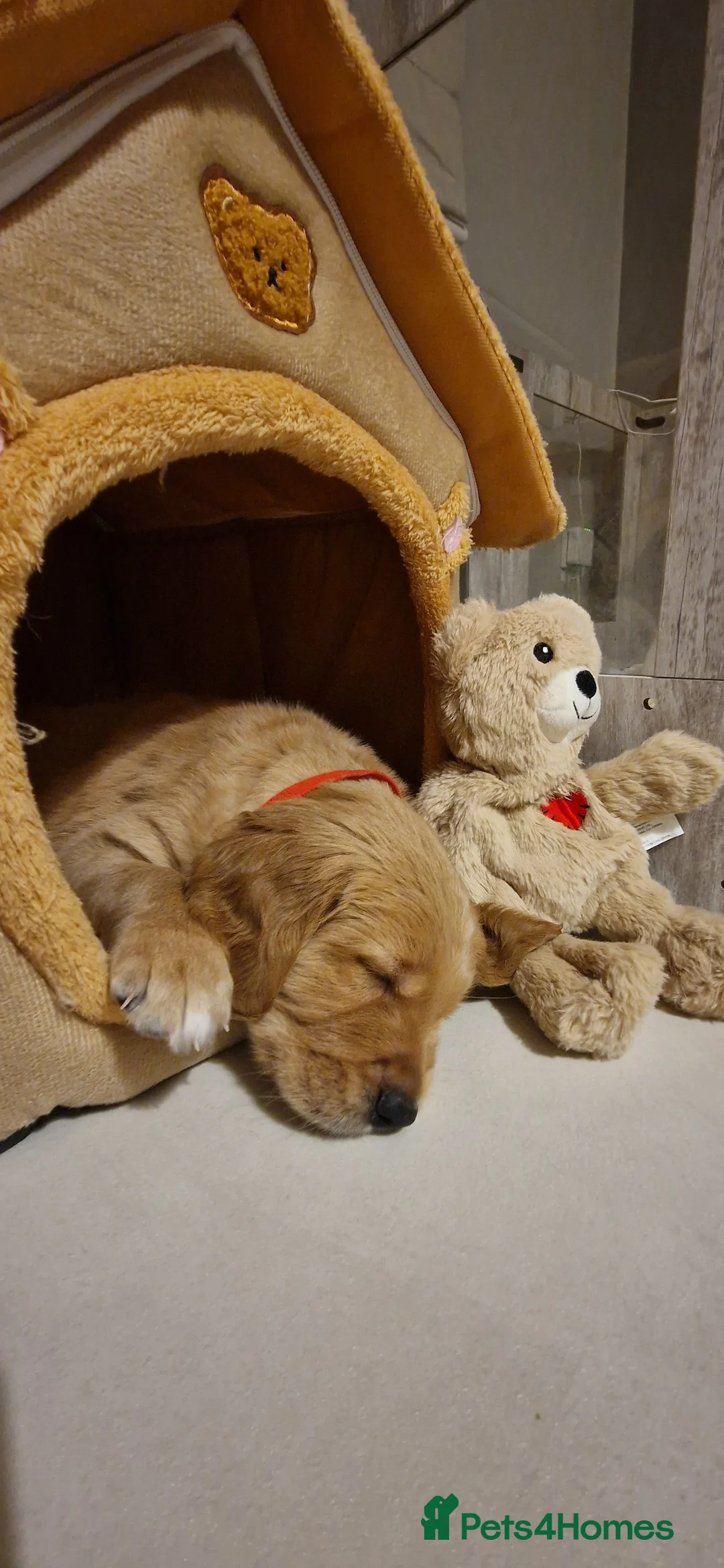 Golden Retriever dogs for sale: Golden retrievers puppies 5 weeks old - Advert 7