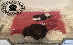 Cockapoo dogs for sale: Exceptional Cockapoo Boys: Ready Now  - Image 13