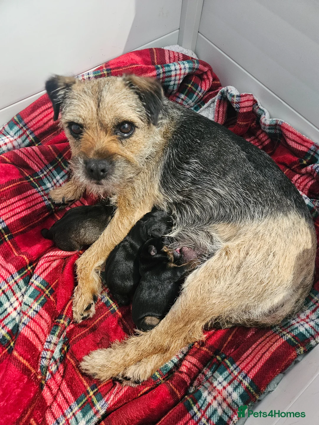 Border Terrier dogs for sale: Border terrier puppies  in Houghton le Spring - Advert 1