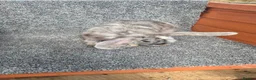 Mini Lop rabbits for sale: Mini Lops - Advert 3