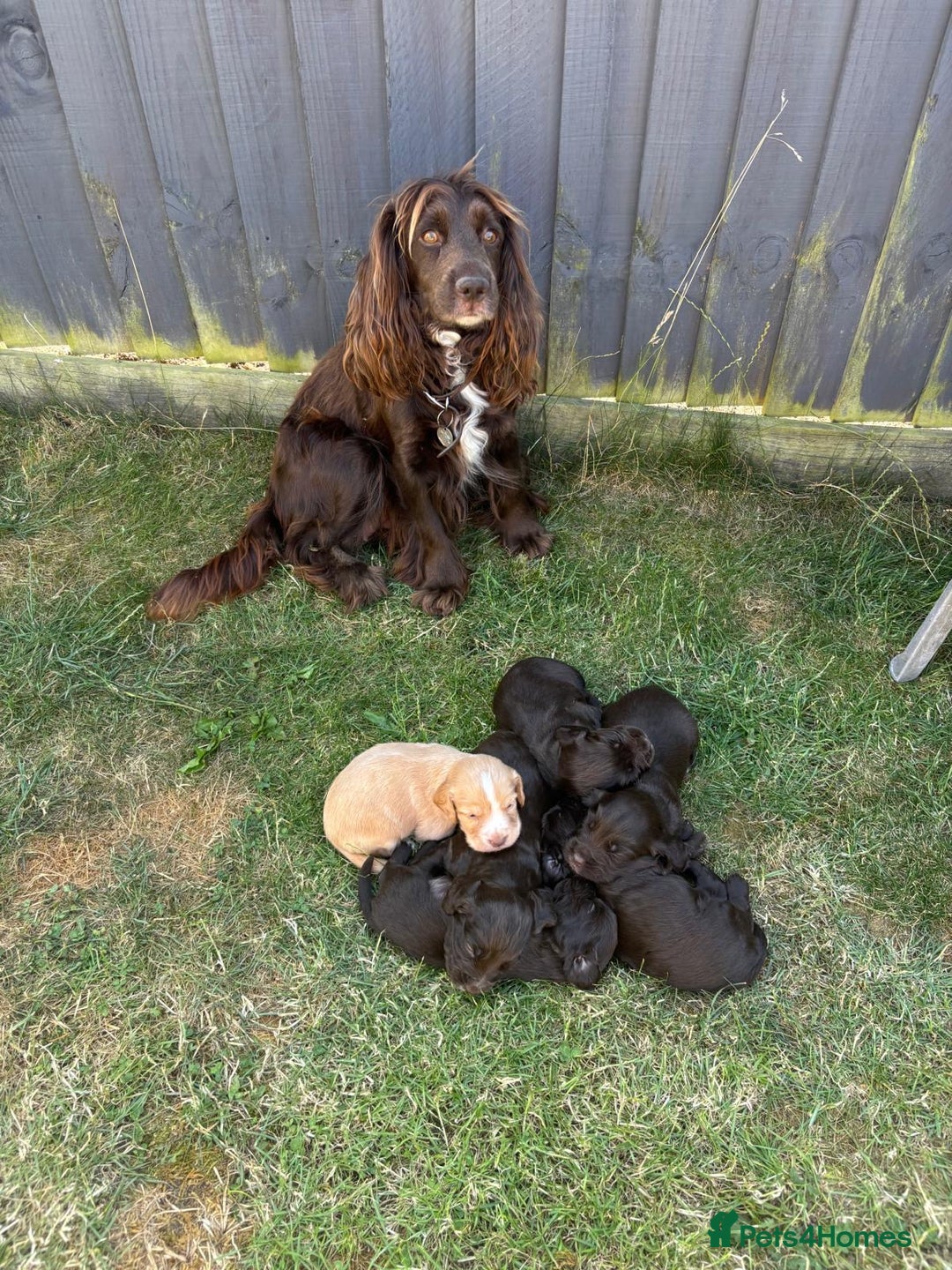 Sprocker dogs for sale: Sprocker spaniel puppies - Image 4