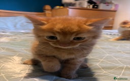 Siberian cats for sale: Ginger Siberian cross  - Image 8