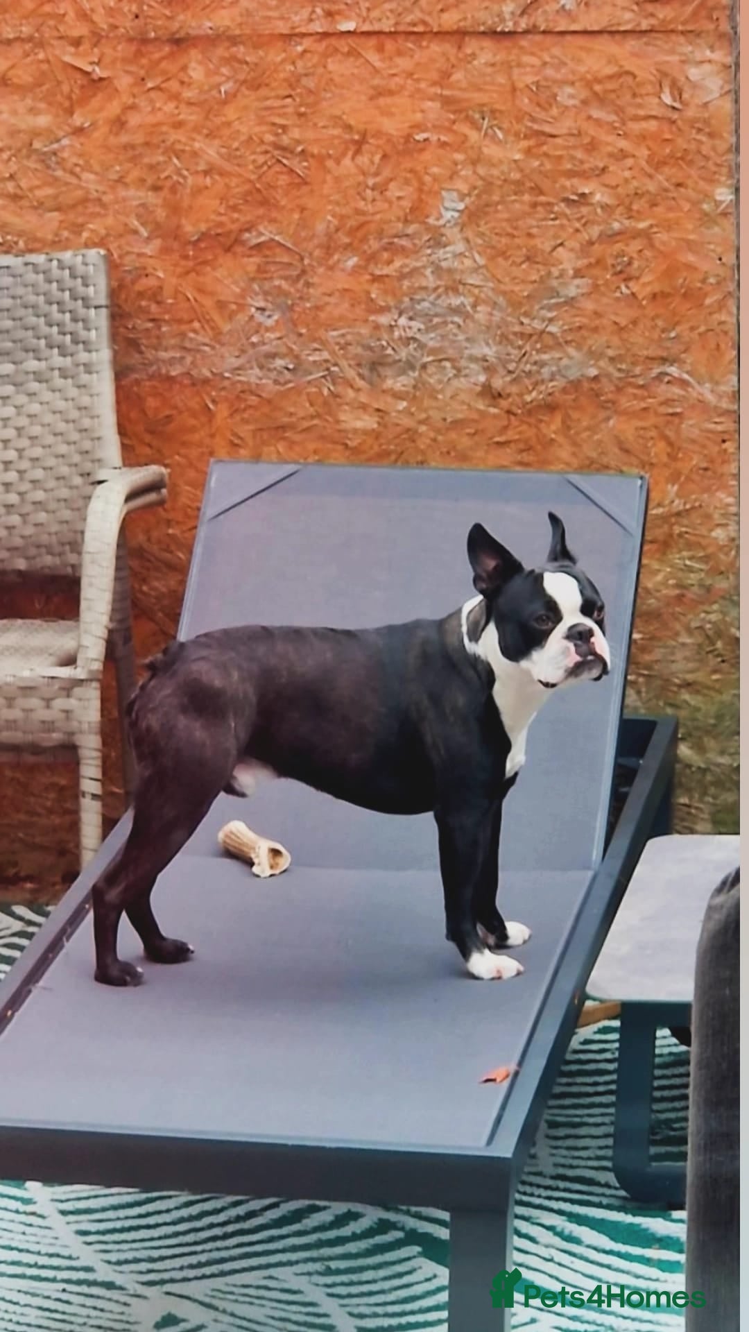 Boston Terrier dogs Prince of Peacock Boston ready for stud - Advert 11