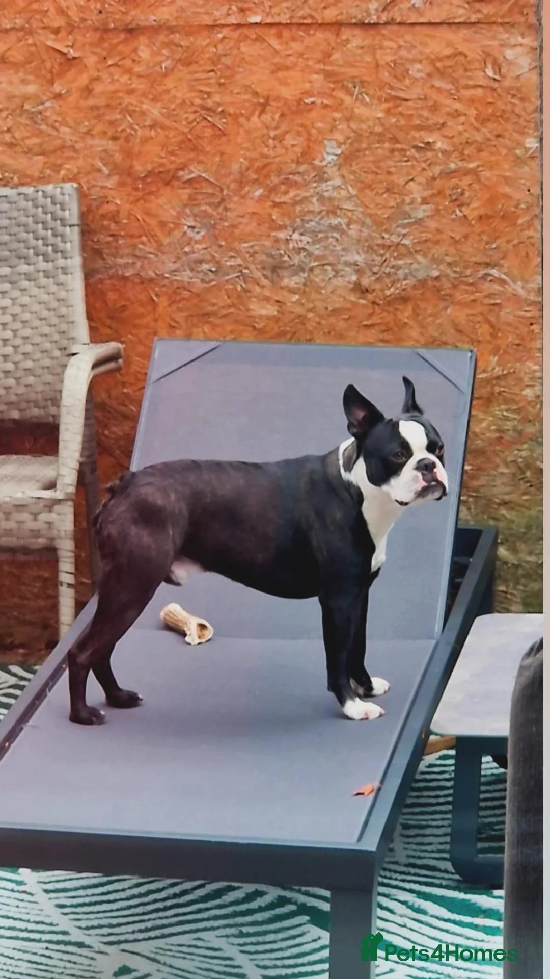 Boston Terrier dogs for stud: Prince of Peacock Boston ready for stud - Advert 1