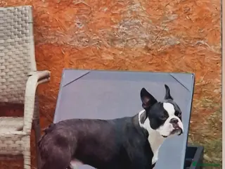 Boston Terrier dogs Prince of Peacock Boston ready for stud - Advert 11
