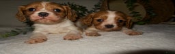 Cavalier King Charles Spaniel dogs for sale: STUNNING DNA TESTED CAVALIERS - Advert 4