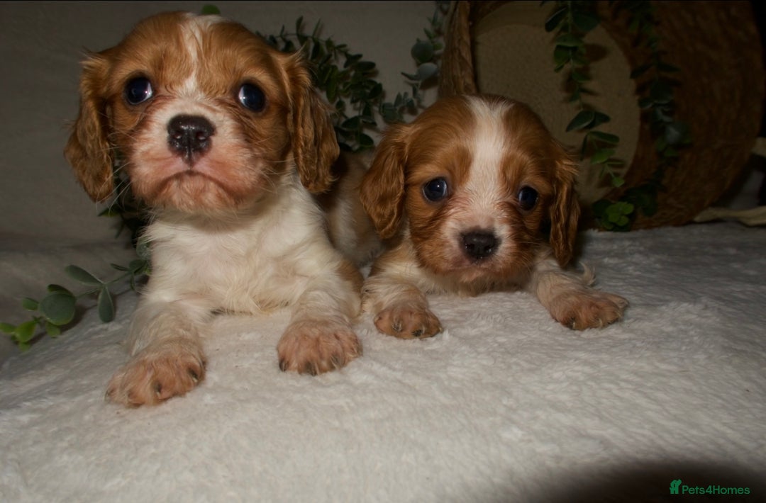 Cavalier King Charles Spaniel dogs for sale: STUNNING DNA TESTED CAVALIERS - Advert 4