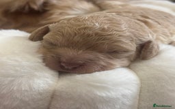 Cavapoo dogs for sale: Beautiful F1bb cavapoo pups - Image 14