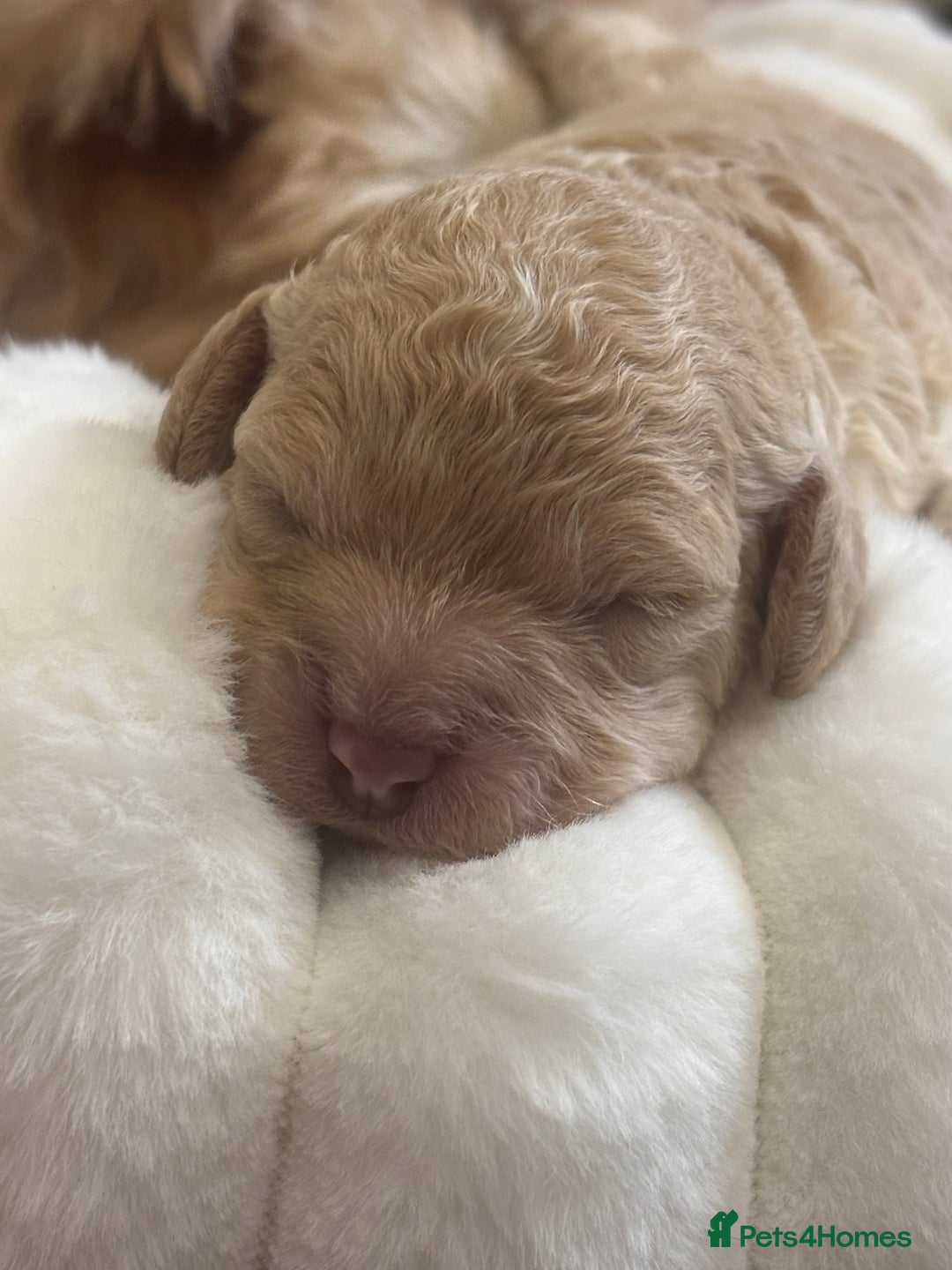 Cavapoo dogs for sale: Beautiful F1bb cavapoo pups - Image 14