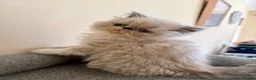 Persian cats for sale: GCCF registered Persian kitten 💙 - Advert 7