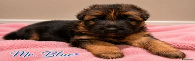 German Shepherd 1