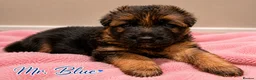 German Shepherd dogs for sale: Outstanding KC Registered German shepherd puppies - Advert 16