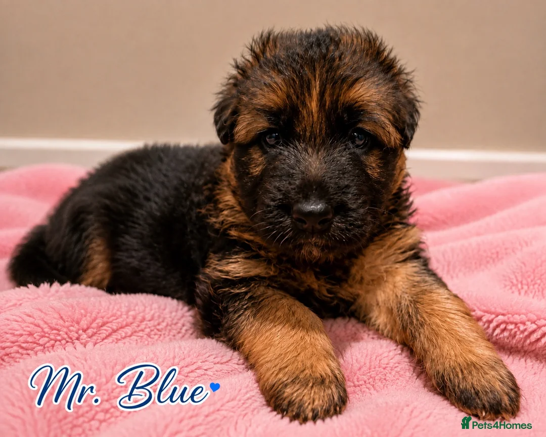 German Shepherd dogs for sale: Outstanding KC Registered German shepherd puppies - Advert 16