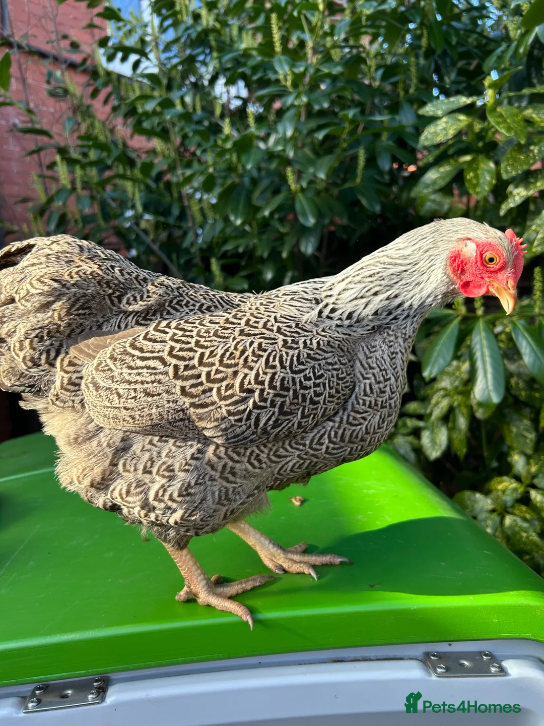 Chickens poultry for sale: POL Silver Pencilled Wyandotte Hen - Advert 2