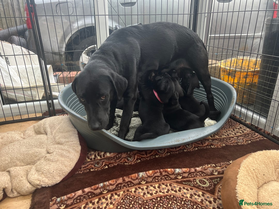 Labrador Retriever dogs for sale: Reduced Happy,Healthy,Beautiful Working Labrador  - Advert 1
