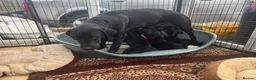 Labrador Retriever dogs for sale: Unique Happy,Healthy beautiful angels well trained - Advert 18