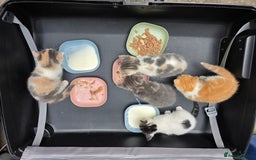 Domestic Shorthair cats for sale: Super cute domestic shorthair kittens!  - Image 6