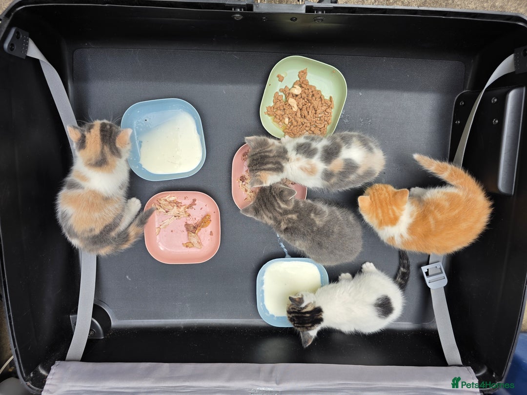 Domestic Shorthair cats for sale: Super cute domestic shorthair kittens!  - Image 6