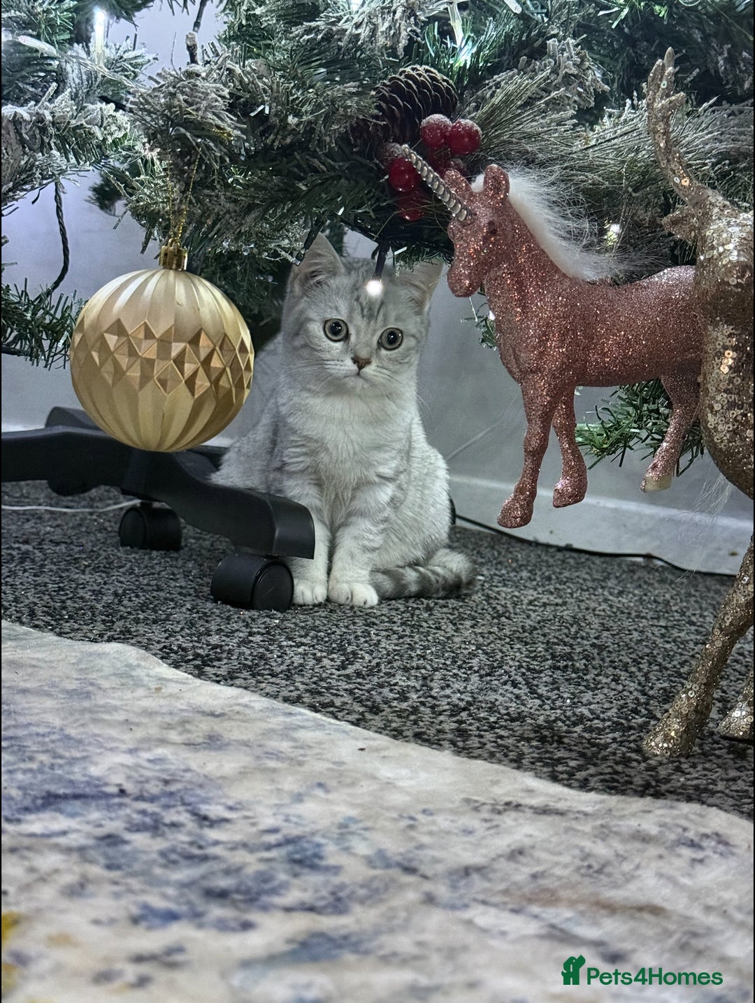 British Shorthair cats for sale: Stunning kittens READY NOW  - Advert 3