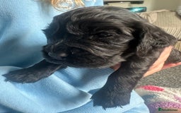 Cocker Spaniel dogs for sale: Beautiful Cocker Spaniel Puppies - Image 23