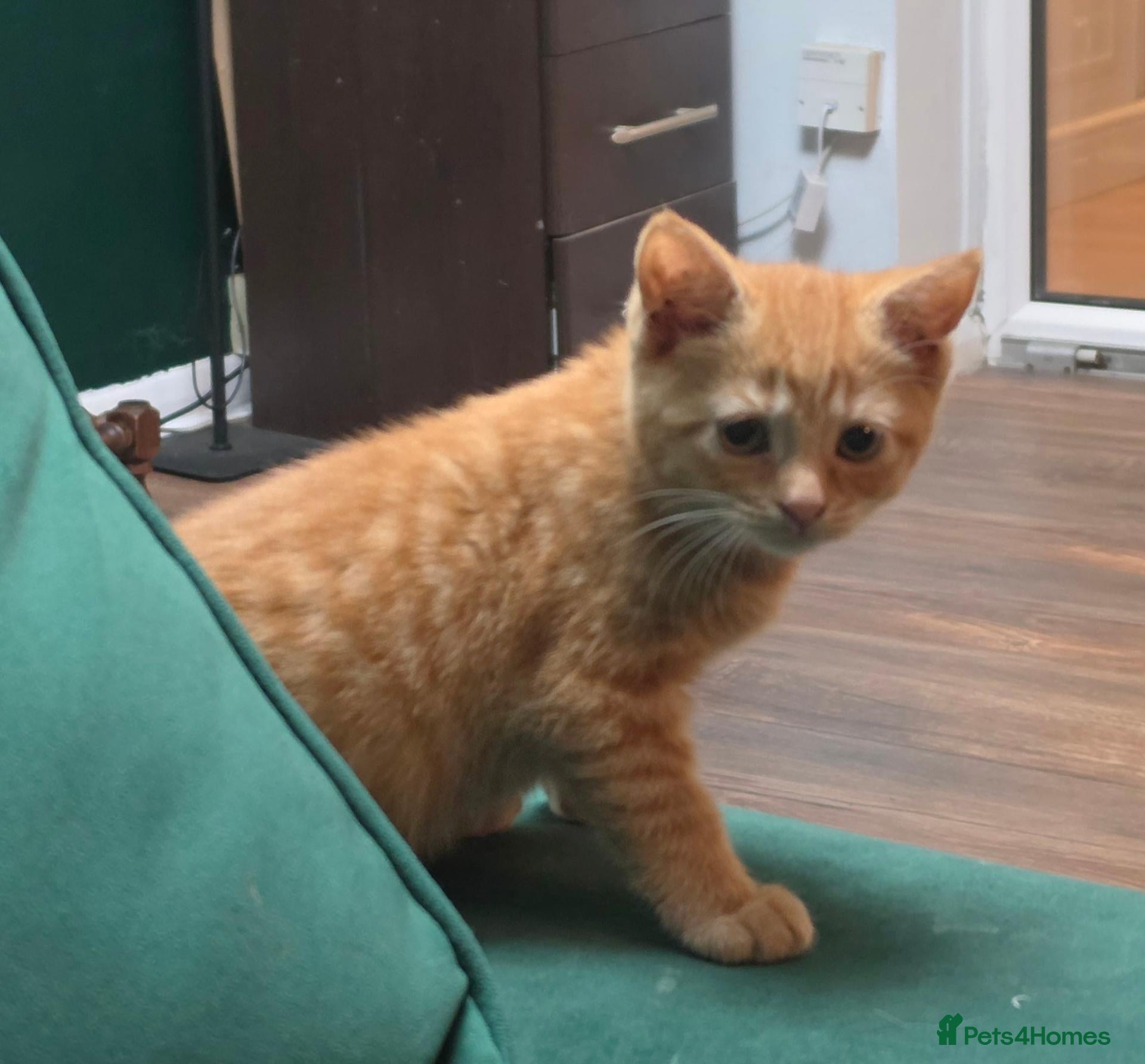 Mixed Breed cats Beautiful kittens - Advert 9
