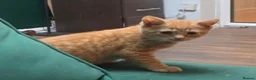 Mixed Breed cats for sale: Beautiful kittens - Advert 1