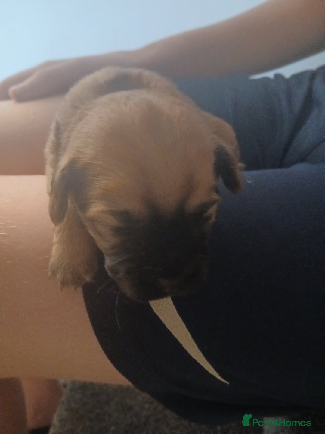 Mixed Breed dogs for sale: 2 pups left  - Advert 19