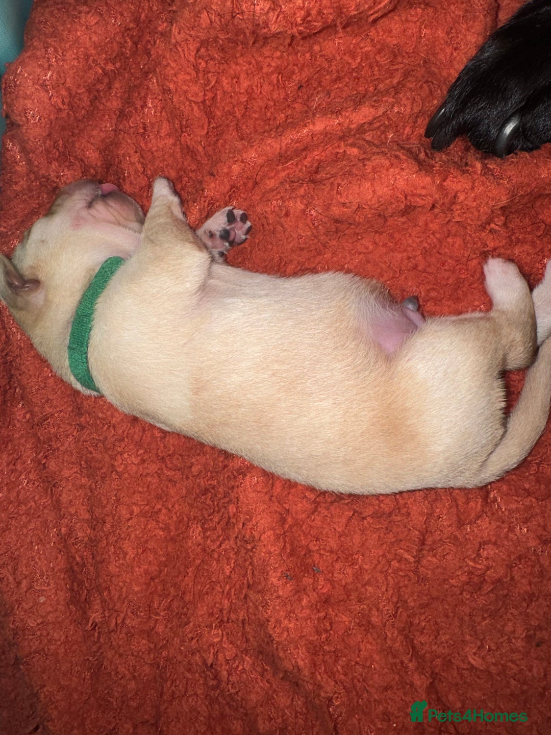 Labrador Retriever dogs for sale: 6 Sweet Labrador Puppies  - Advert 16