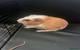 Guinea Pig rodents for sale: 2 female guinea pigs  - Image 4