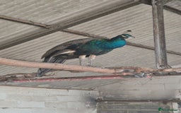 Peafowl poultry for sale: Pair of male peacocks age 1 and 2 - Image 7